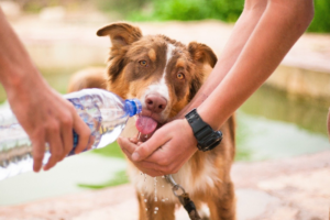 How to Raise Money for Animal Rescues