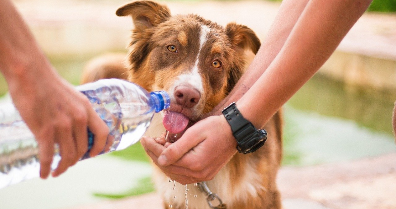 How to Raise Money for Animal Rescues