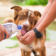 How to Raise Money for Animal Rescues